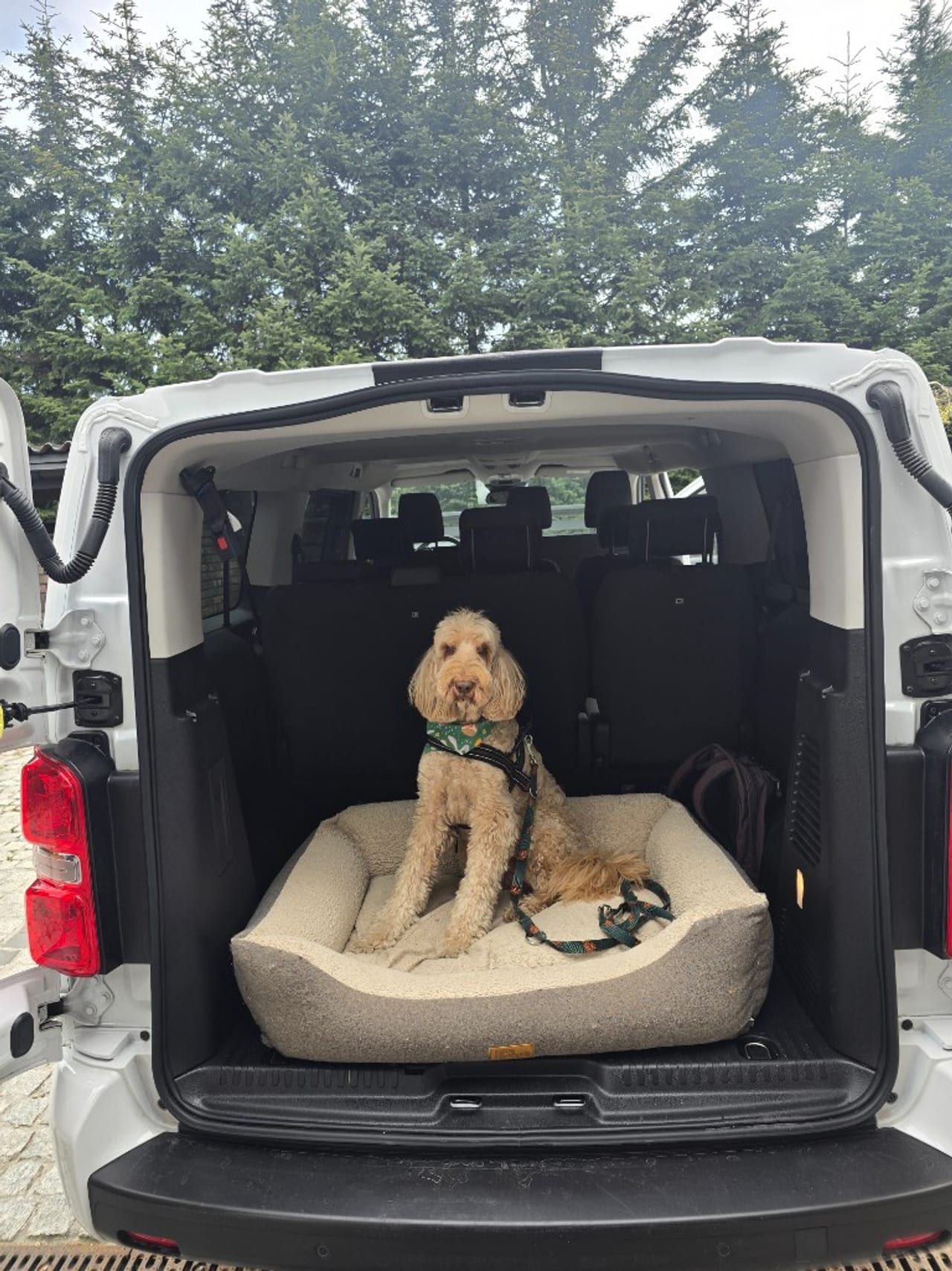 Moti Wine Bus — przestrzeń pasażerska i pies w bagażniku
